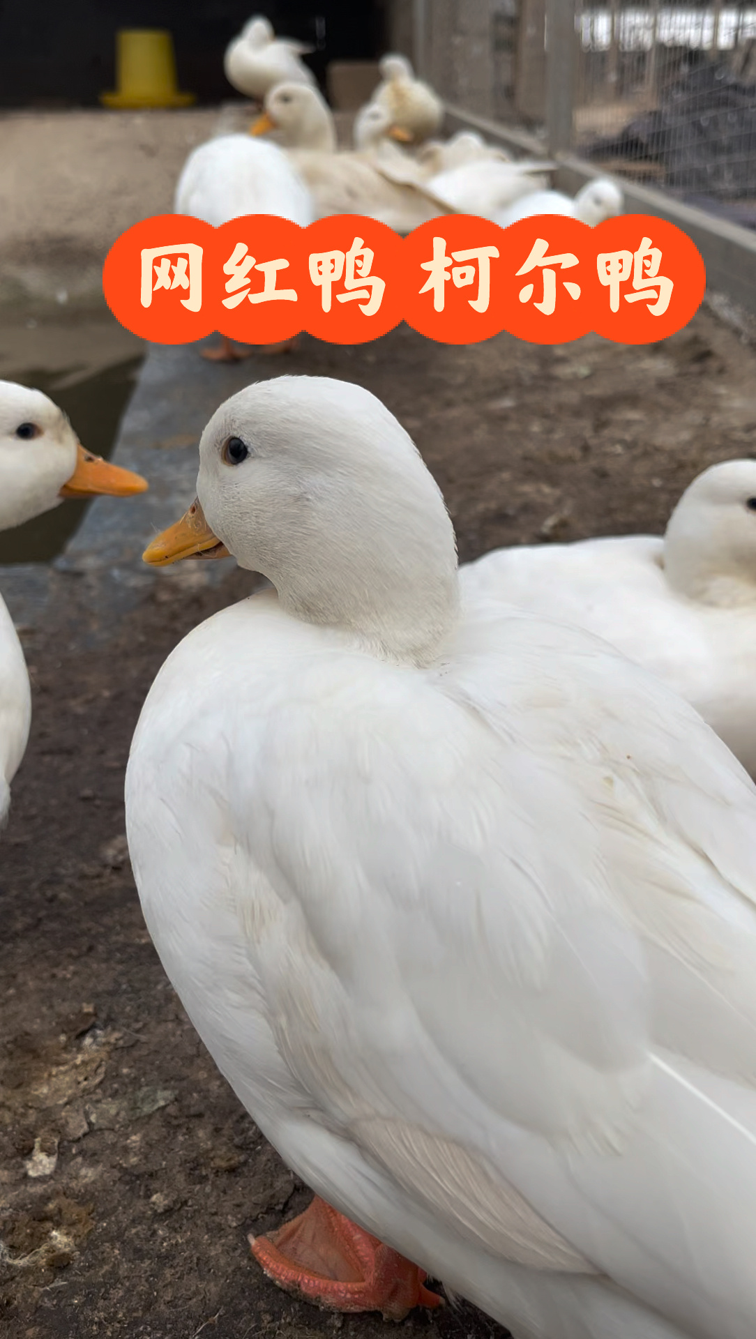 柯尔鸭多少钱一只