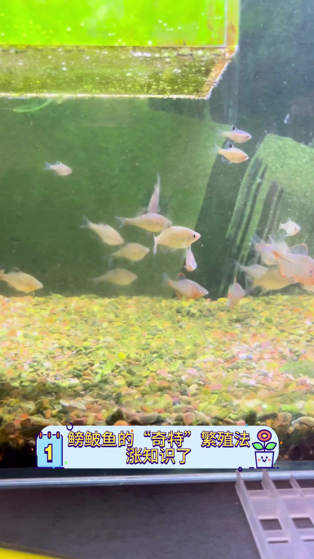 鳑鲏鱼的“奇特”繁殖法,涨知识了