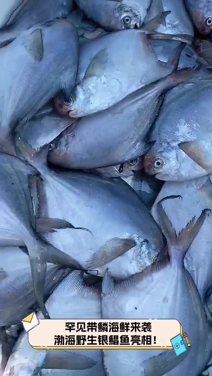 罕见带鳞海鲜来袭,渤海野生银鲳鱼亮相!