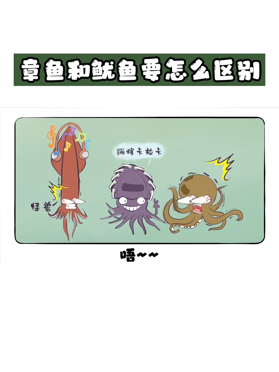 章鱼、鱿鱼和乌贼有什么区别?