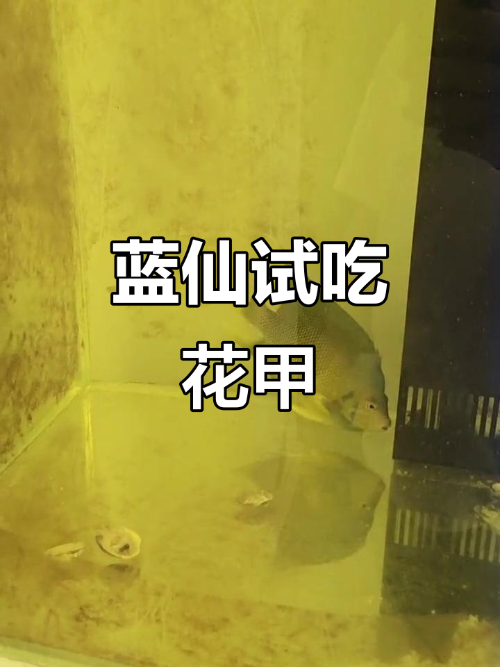 蓝仙鱼勇敢开吃花甲,初尝美味表现惊艳