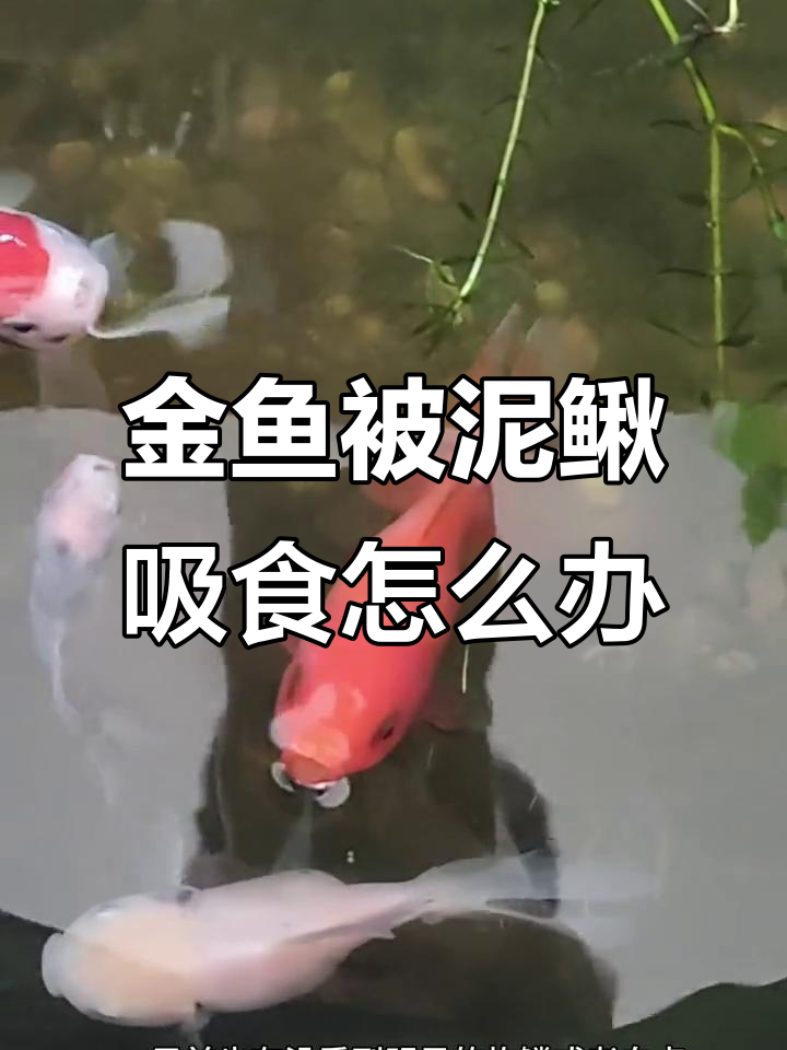 黄金泥鳅吸食金鱼体表,红色金鱼的白色症状如何处理?