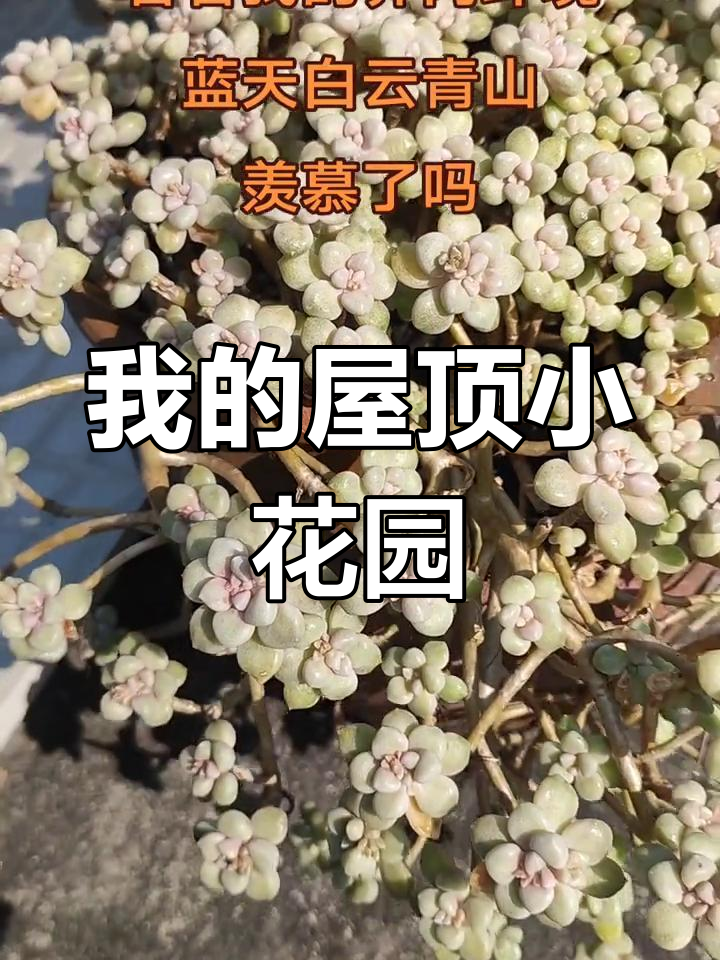 楼顶阳台花园设计