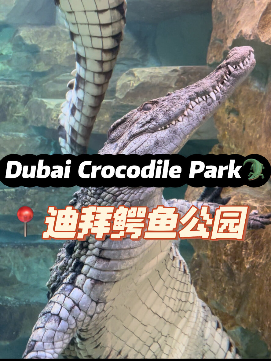 迪拜新开非洲尼罗河鳄鱼主题公园!5米长