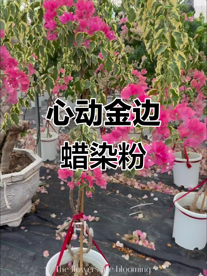 金边蜡染粉树盛开,花园控的心动时刻