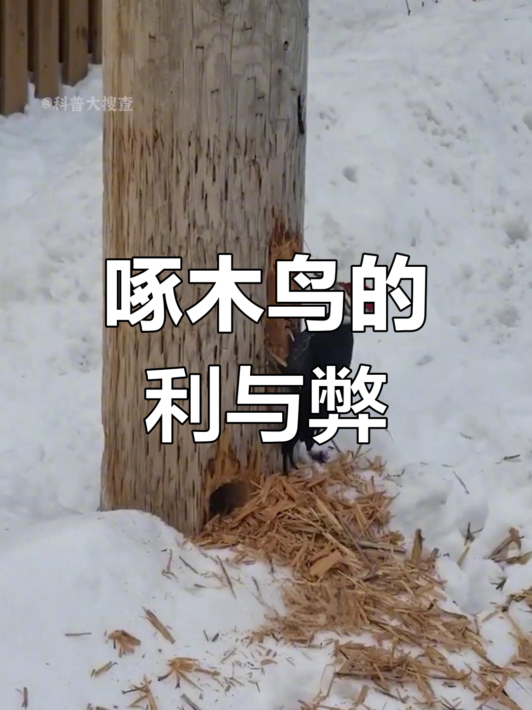 啄木鸟:森林医生还是破坏者?