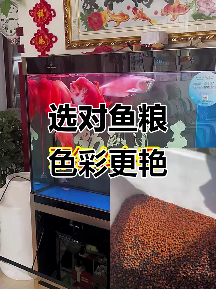 如何挑选增色鱼粮?青岛劲鳞水族推荐!