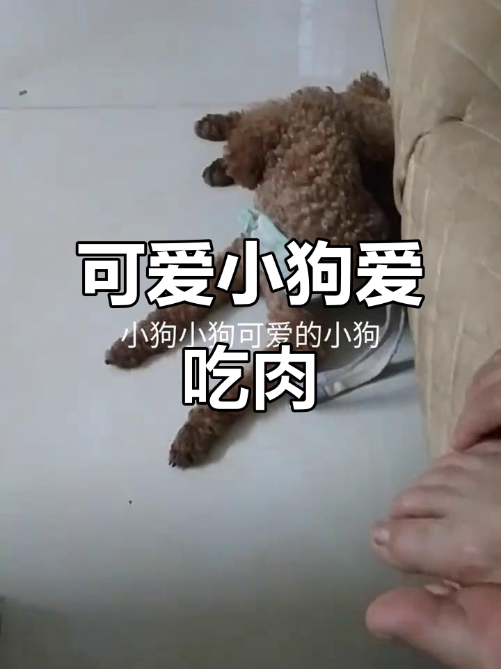 小狗吃肉骨头,萌态十足!