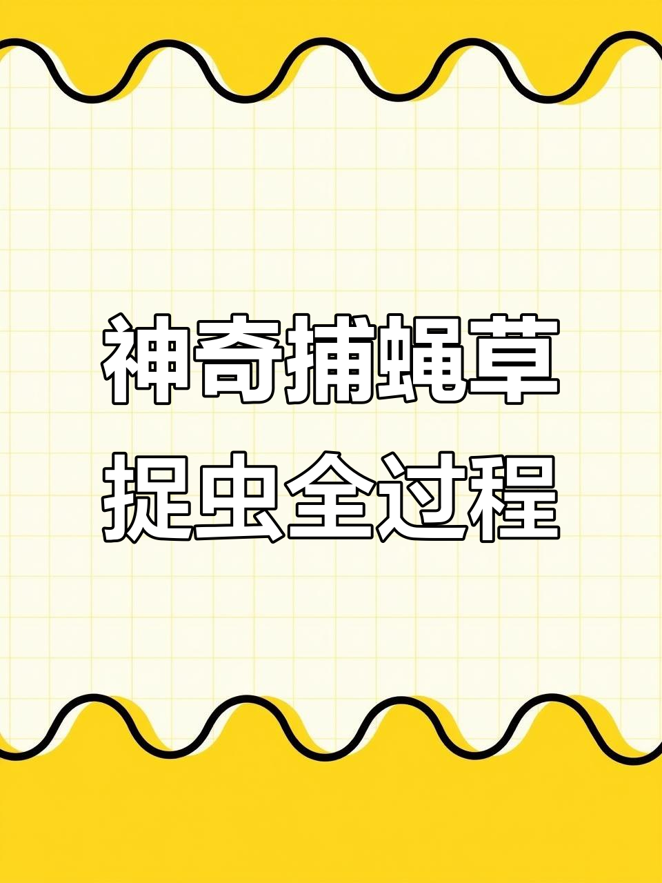 捕蝇草捕捉虫子,竟然先洗手洗脸?