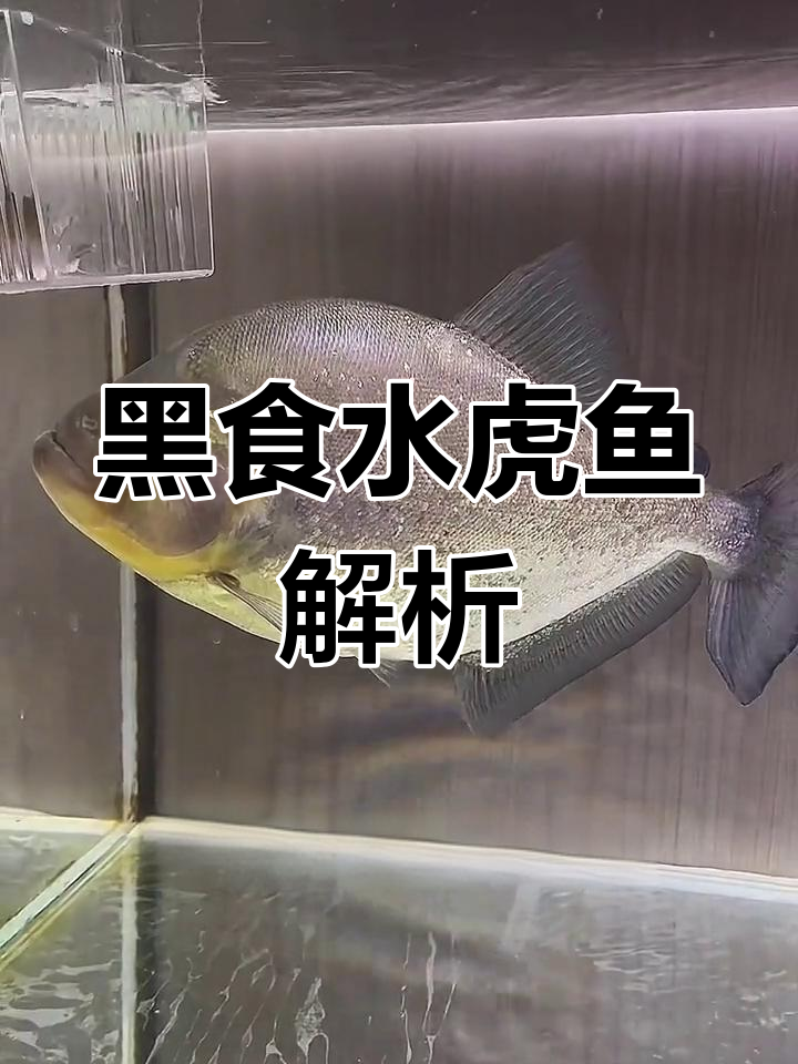 秘鲁黑食水骨鱼介绍
