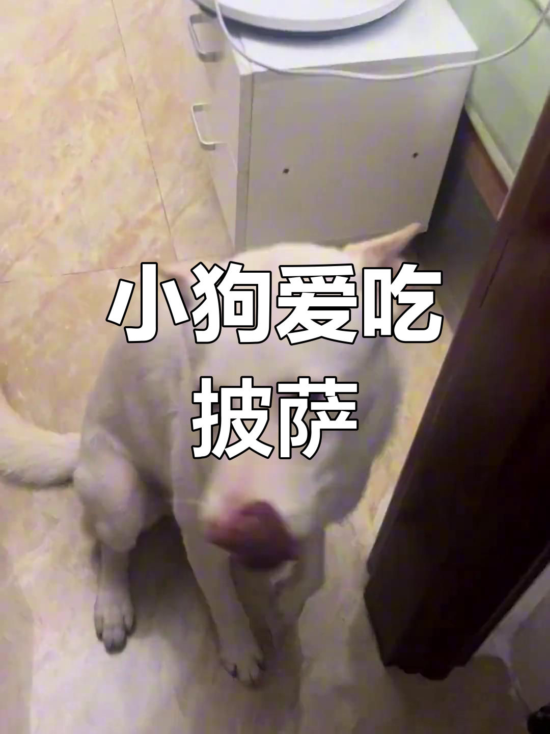 妈妈的小狗乖乖吃披萨