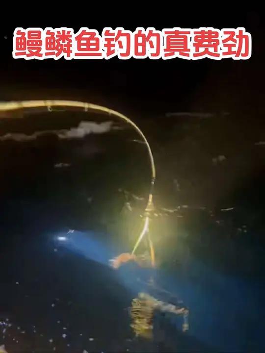 鳗鳞鱼钓起来真费劲儿。晚上钓过鳗鳞鱼的你都知道,最让钓鱼人头疼的就是鳗鳞鱼的死亡翻滚