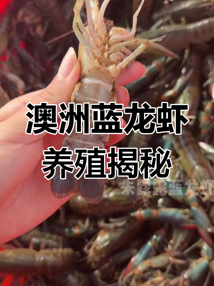 澳大利亚淡水蓝龙虾,稀有又美味,人工养殖前景如何?