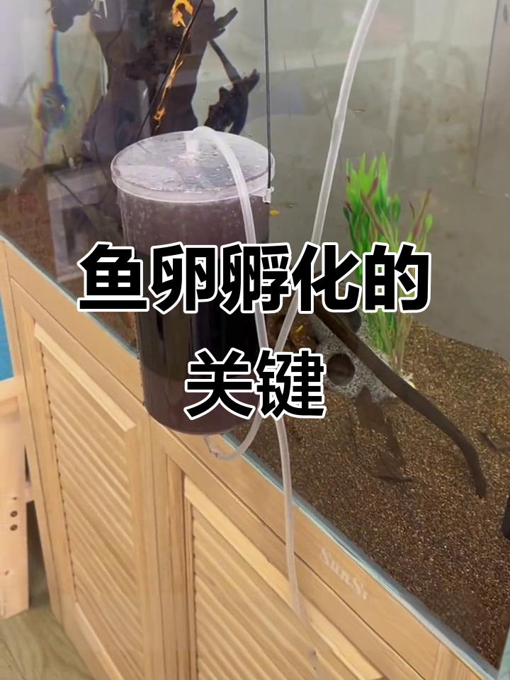 鱼卵孵化全攻略，氧气泵开启24小时看结果