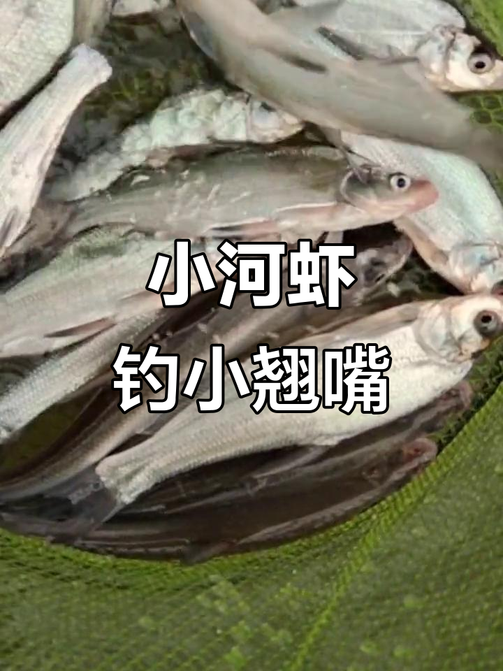 2023年永宁江支流漂虾钓法,小翘嘴轻松上钩