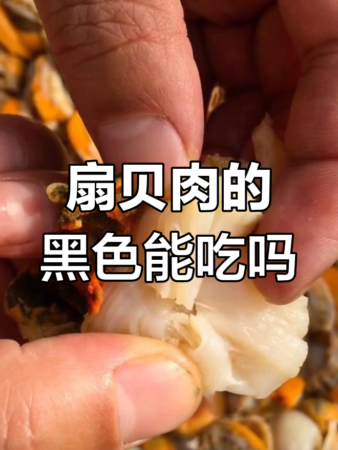 扇贝肉黑色部分到底能不能吃?揭秘真相