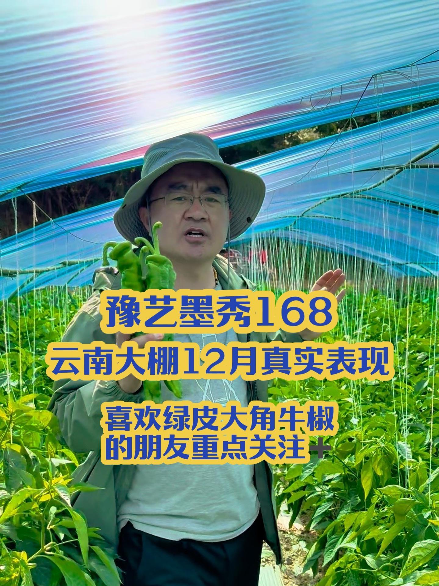 豫艺墨秀 168,12 月云南真实表现,喜欢大牛角椒重点关注 辣椒种植 农业种植 辣椒 蔬