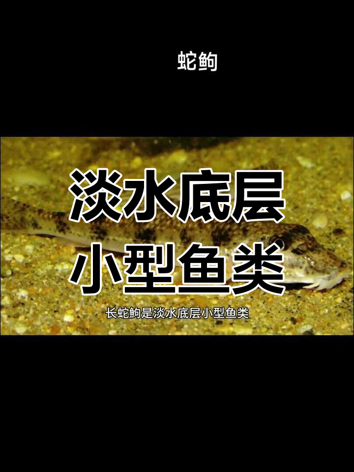 长舌居鱼类的生活习性及分布