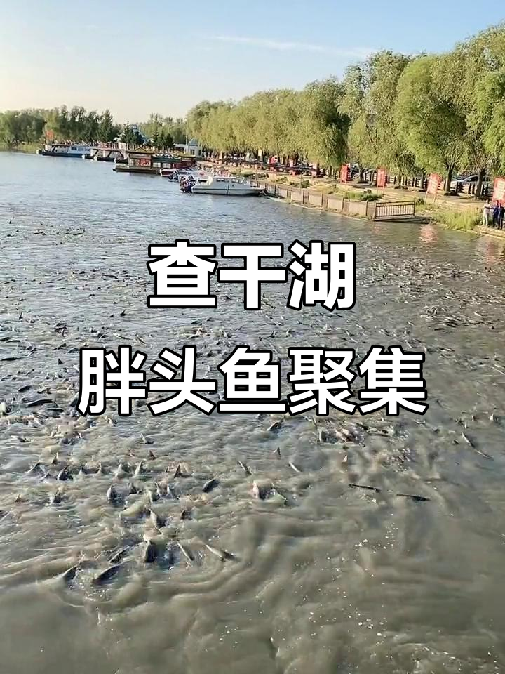 吉林查干湖胖头鱼大丰收,河面全是密密麻麻的鱼儿