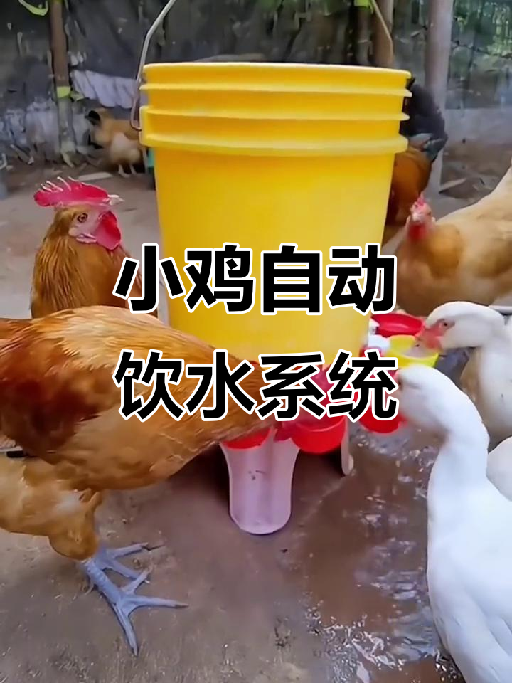 自动饮水器让养鸡更轻松,水自动循环补充