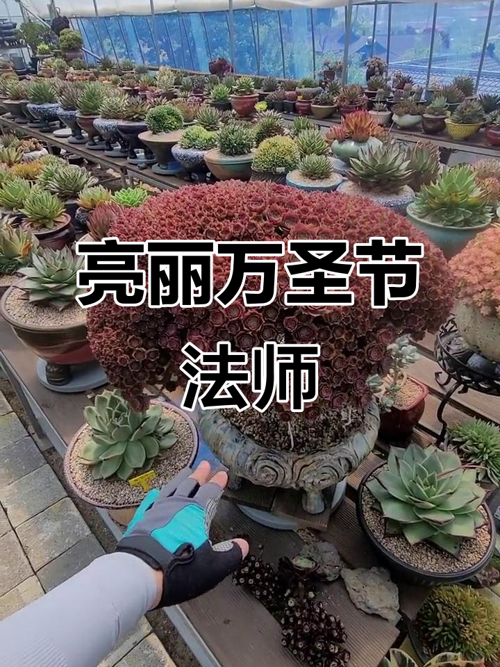 万圣节法师朵朵全展开,细节惊艳!