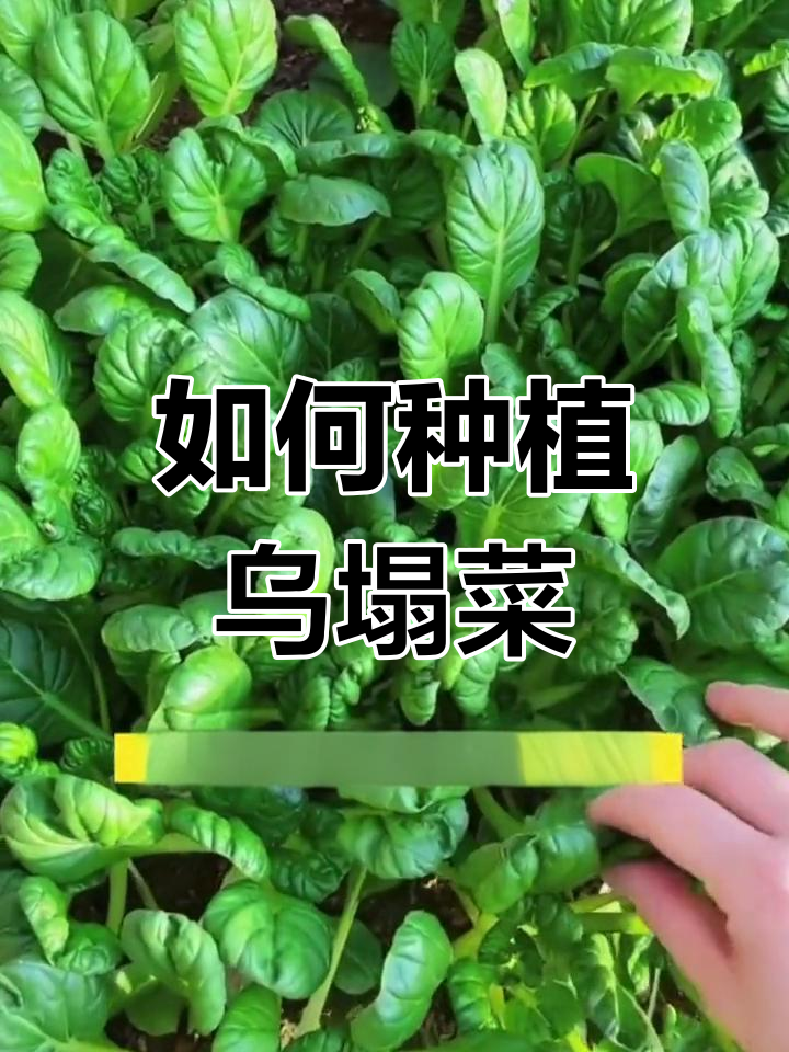乌塌菜种植技巧大揭秘,如何种出美味又耐寒的蔬菜