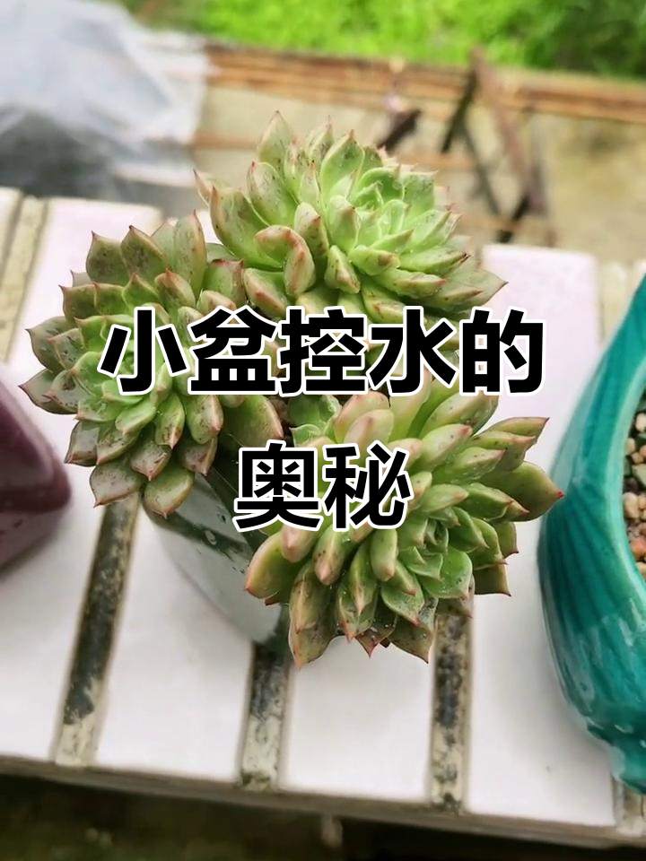 奥利维亚多肉,小盆控水技巧大揭秘