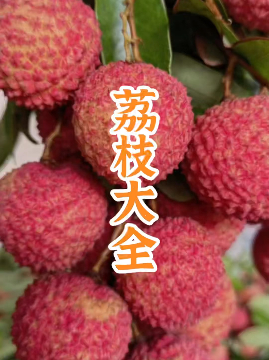 最好吃的荔枝是深圳南山荔枝