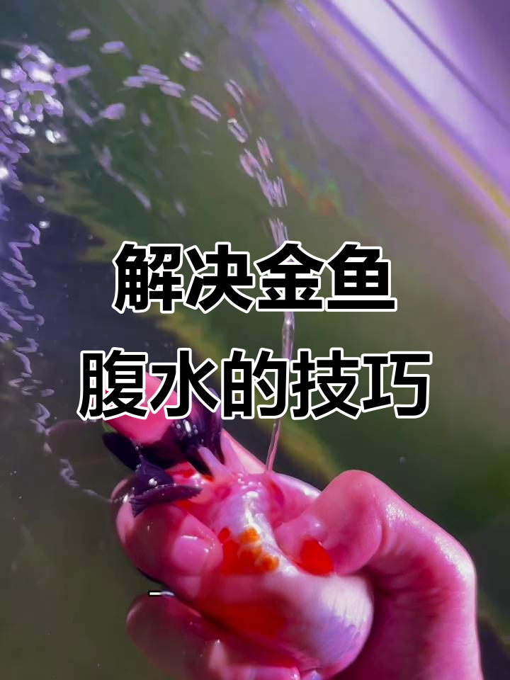 金鱼腹水急救处理,轻松解决母鱼憋卵问题