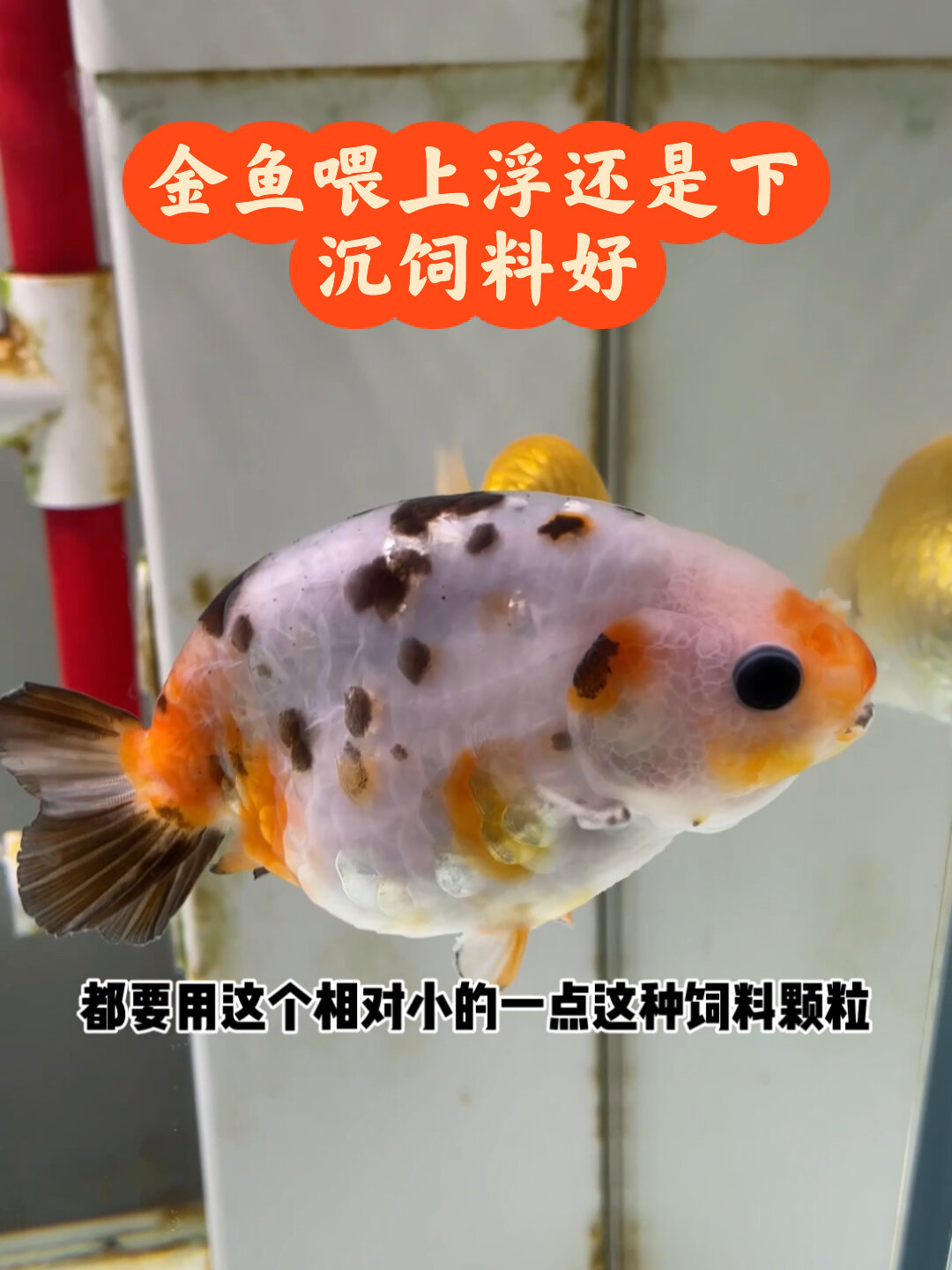 金鱼吃上浮的饲料好?还是下沉饲料好?