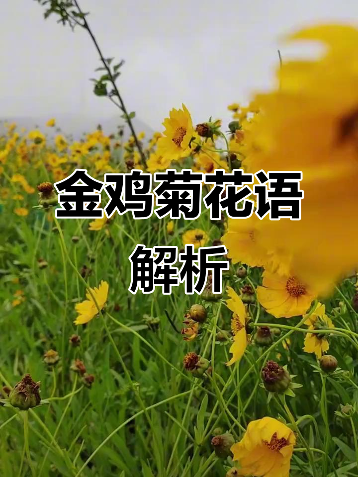 金鸡菊的花语：竞争、上进与勤奋的象征意义