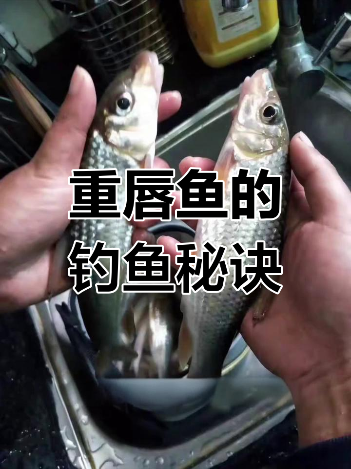野钓土凤鱼技巧大揭秘,你听说过其他别名吗?