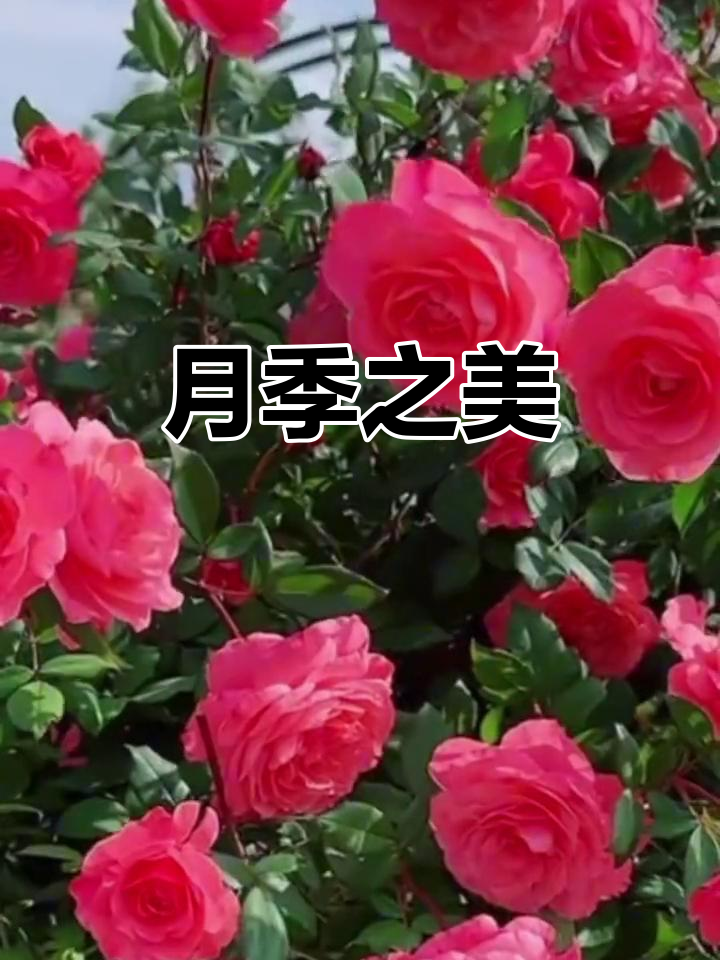 蜜语月季，鲑鱼粉色花瓣，阳光下闪耀，美丽又耐久