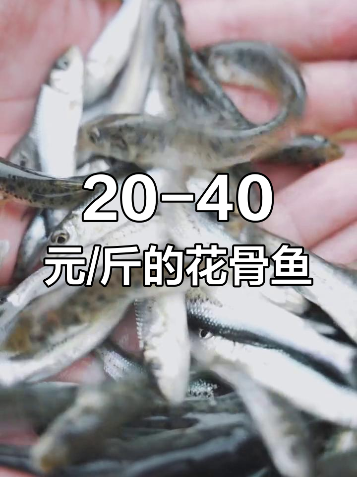 花骨鱼养殖前景与市场价格