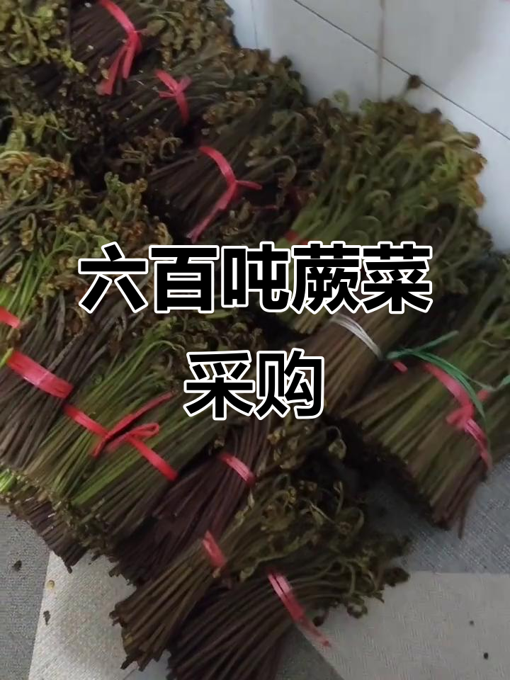 蕨菜收购计划启动，六百吨需求等你来满足