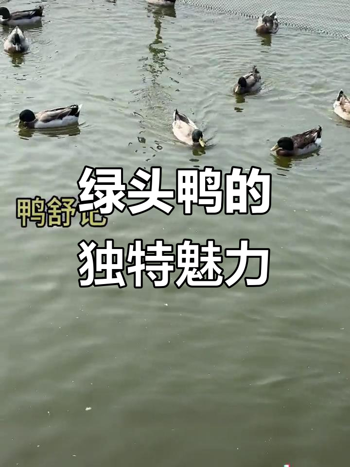 绿头鸭虽小，尝过之后其他鸭子都不香了！