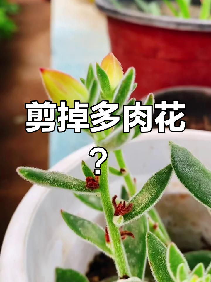多肉开花:利与弊的抉择