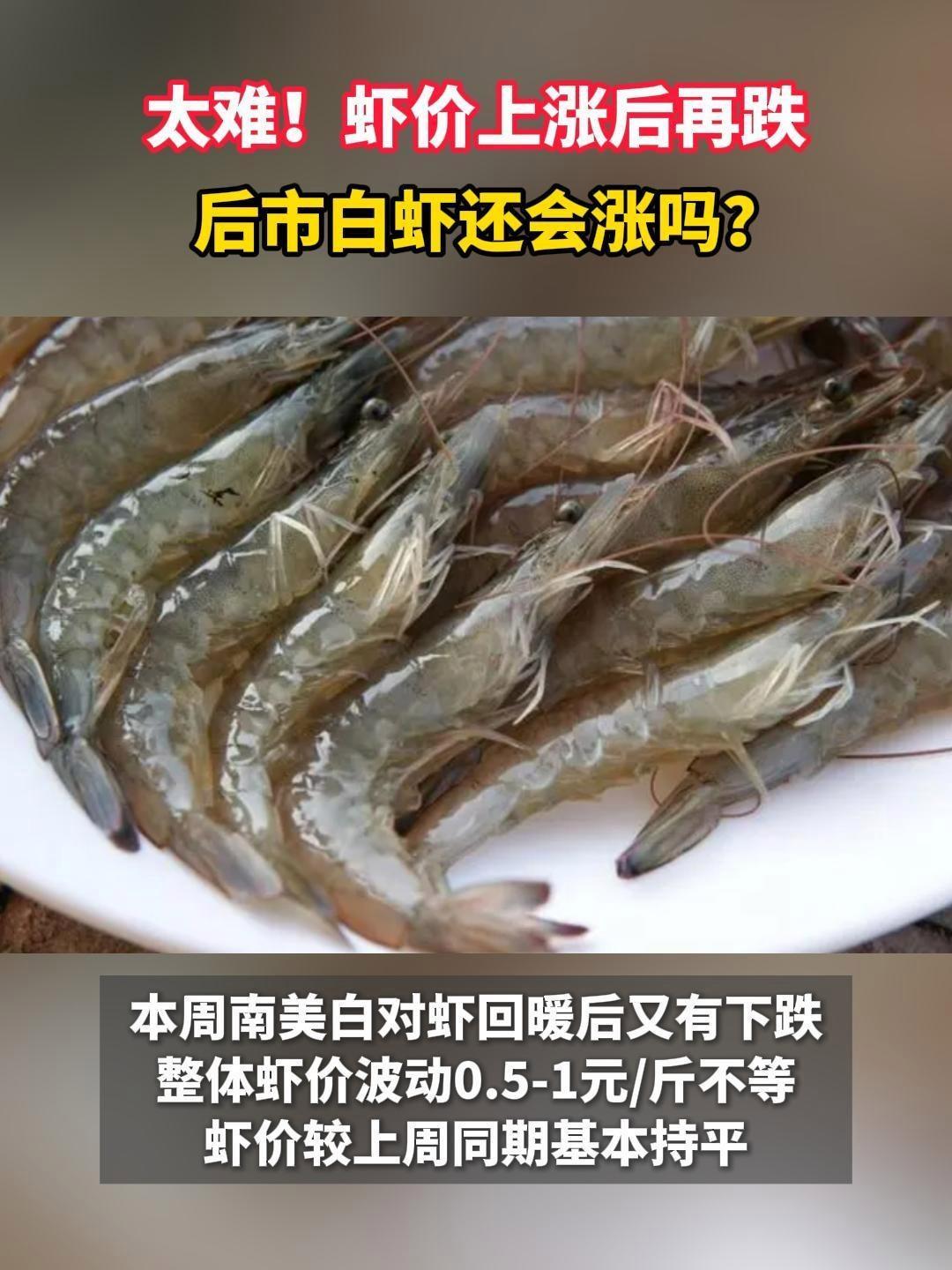 太难!虾价上涨后再跌,后市白虾还会涨吗?南美白对虾 水产养殖 三农