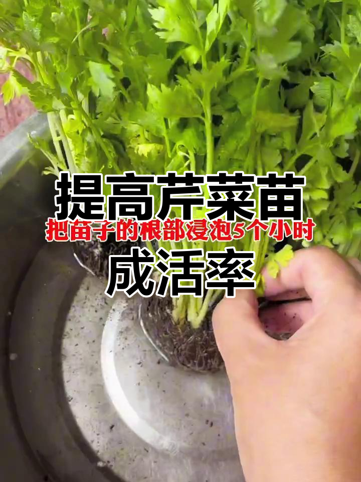 芹菜苗种植技巧，提高成活率的小秘诀