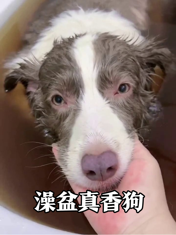狗子泡‘中药汤’洗澡生无可恋,摸下巴秒变乖宝笑喷