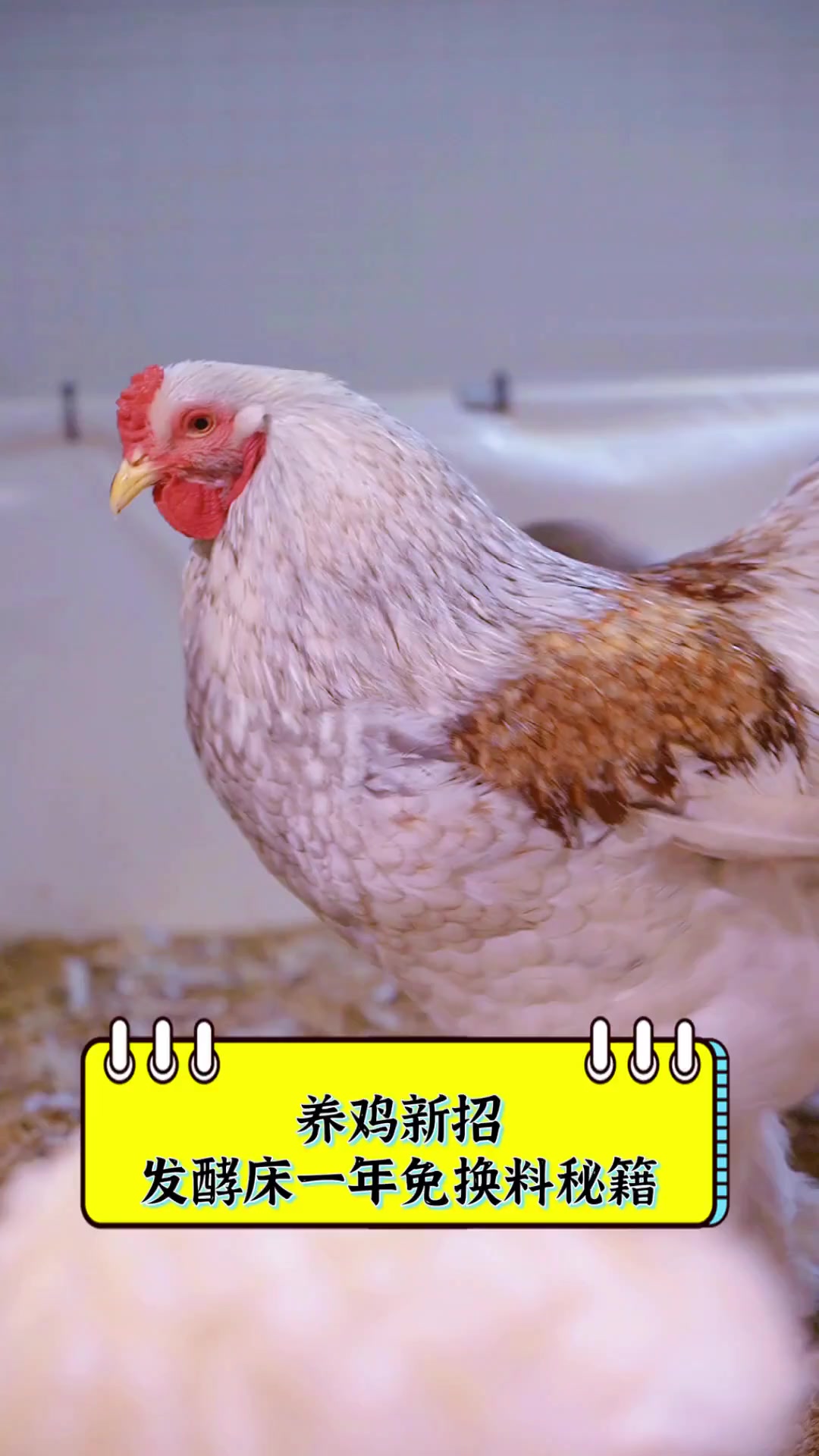 养鸡新招,发酵床一年免换料秘籍