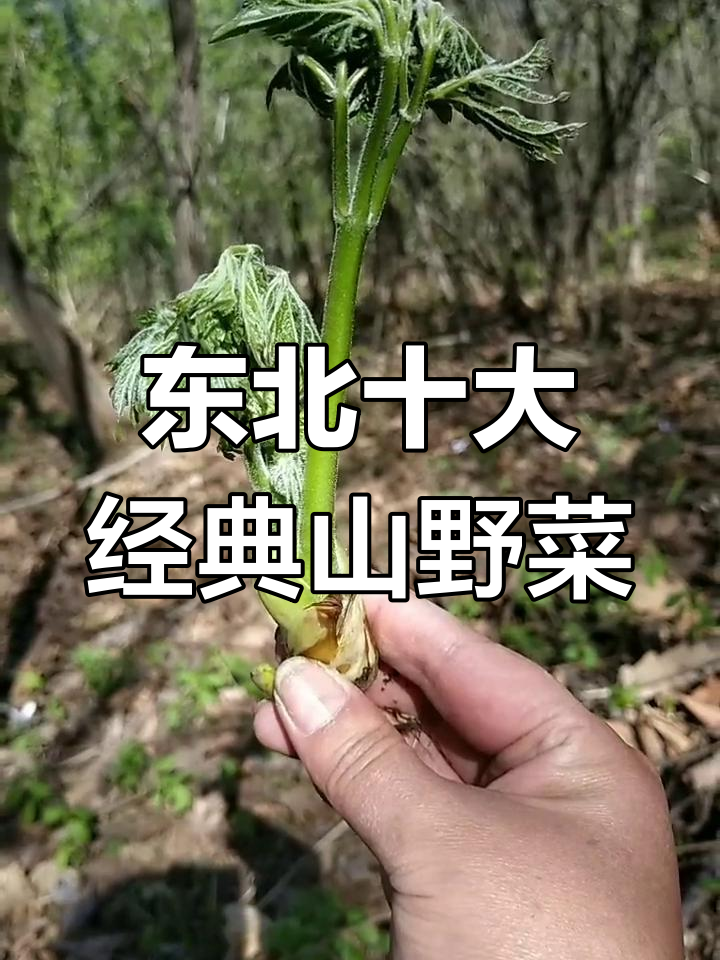 东北常见野菜大揭秘,看看这些你都能叫出名字吗?