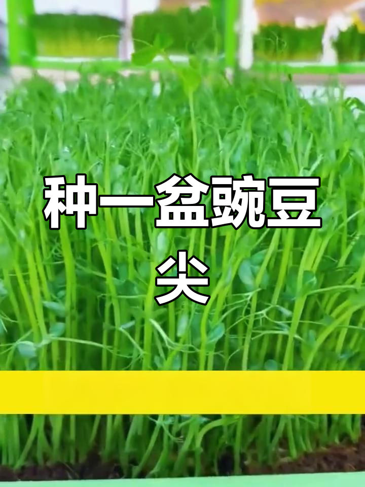 秋天种豌豆尖,涮火锅必备美味蔬菜
