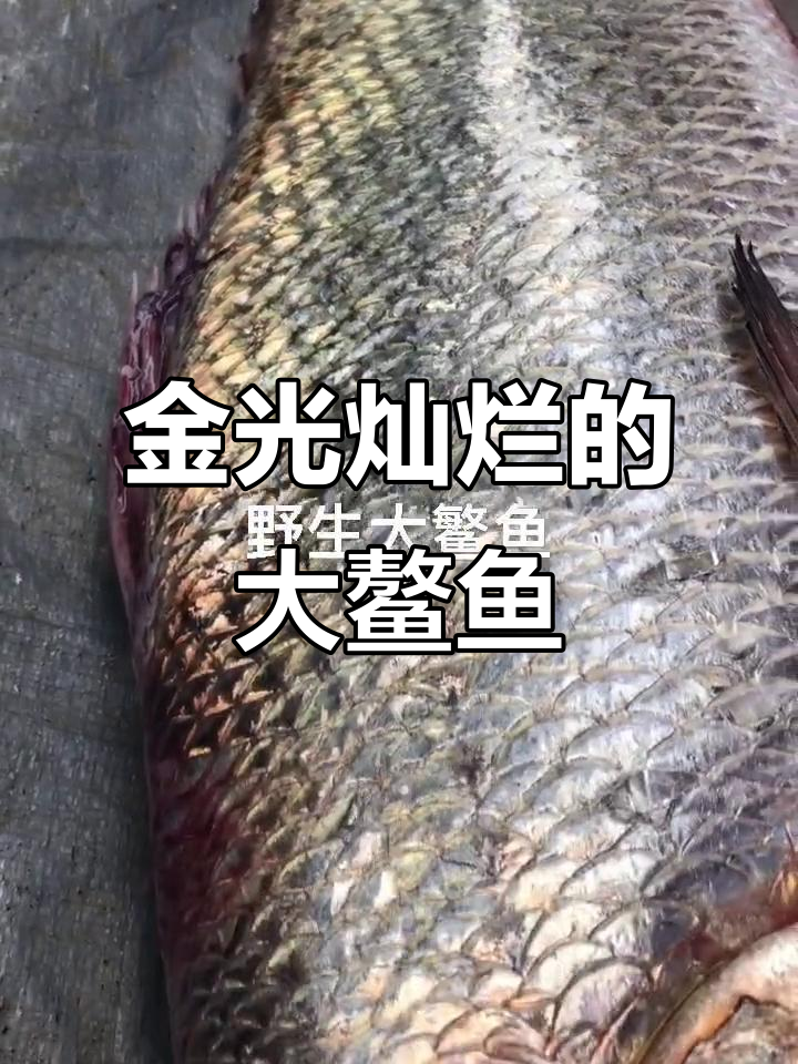 罕见大鳌鱼现身,金光闪闪如龙袍般美丽
