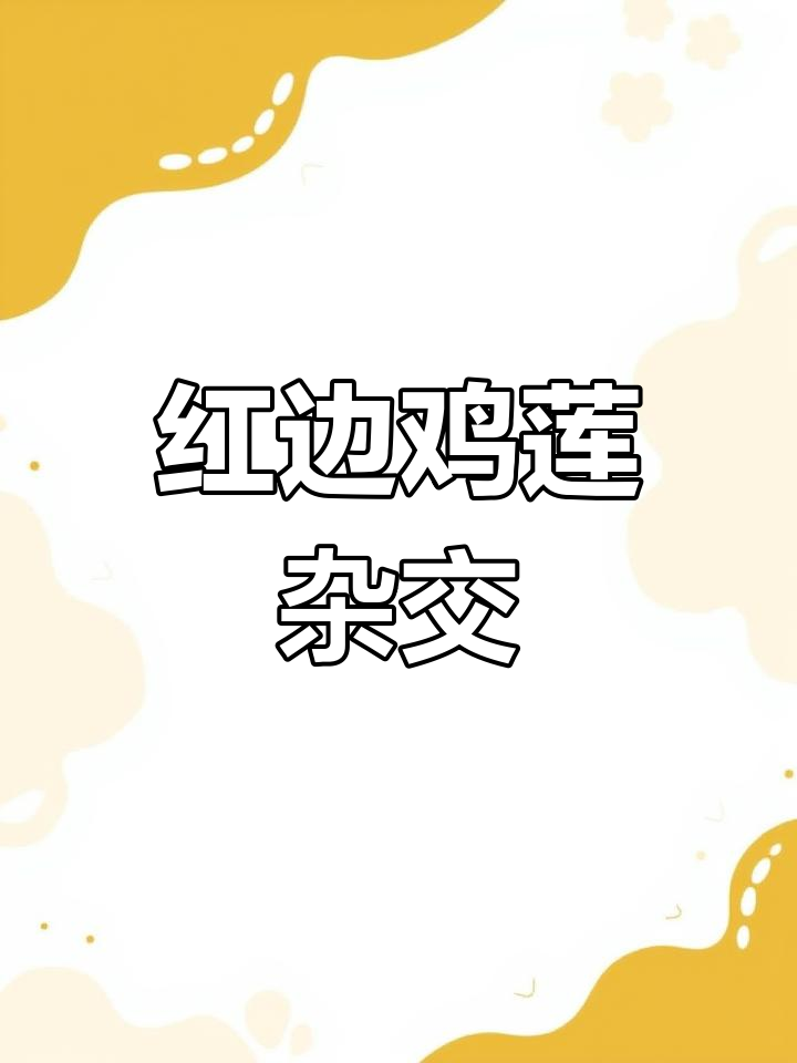 景天科多肉奈诺娃:红边鸡莲的杂交品种