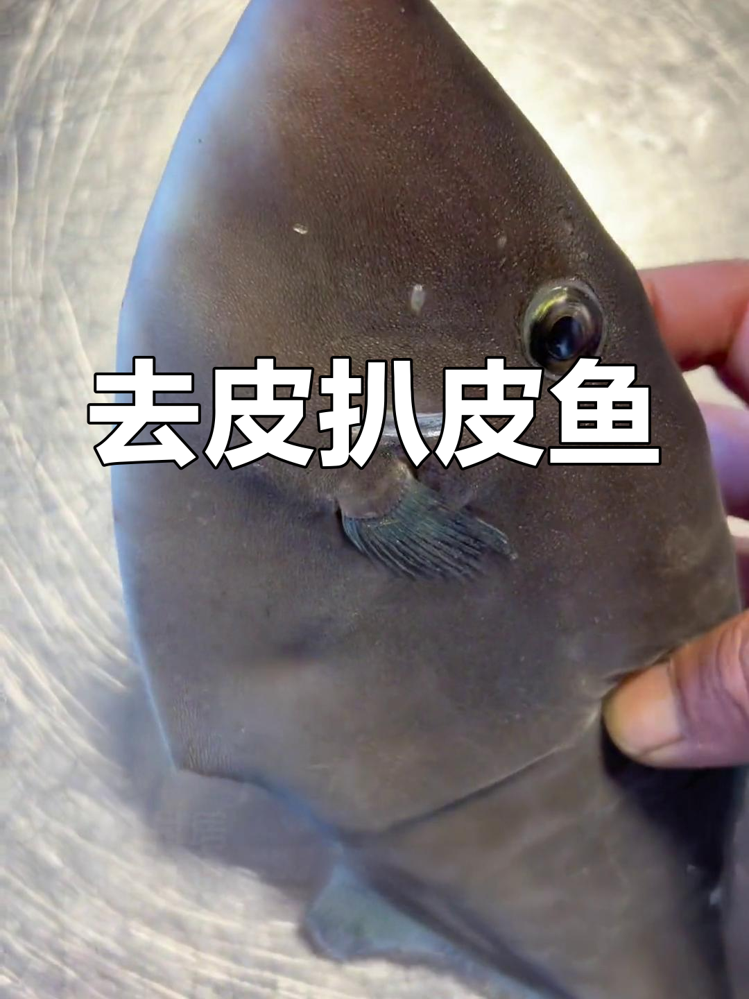 绿鳍马面鲀:去皮后鲜美可煮