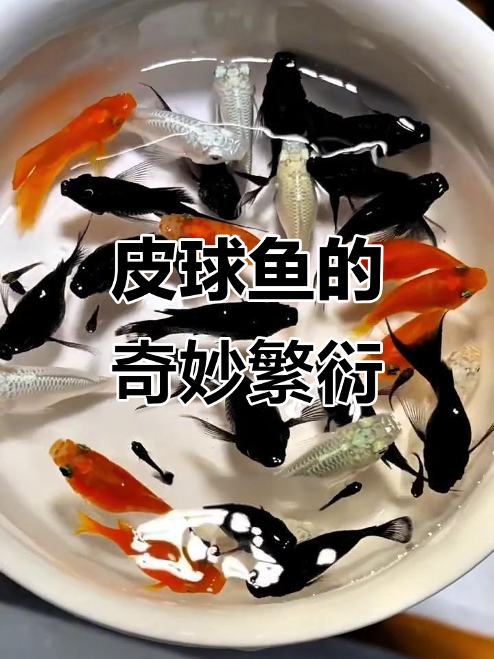 玛丽皮球鱼繁殖力惊人,小鱼自立成长,真是太神奇了!