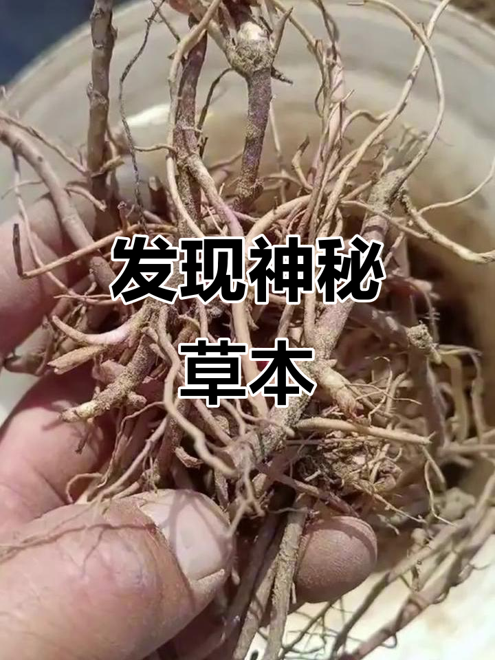 你家乡有这种神奇植物吗?看看这个草本宝藏
