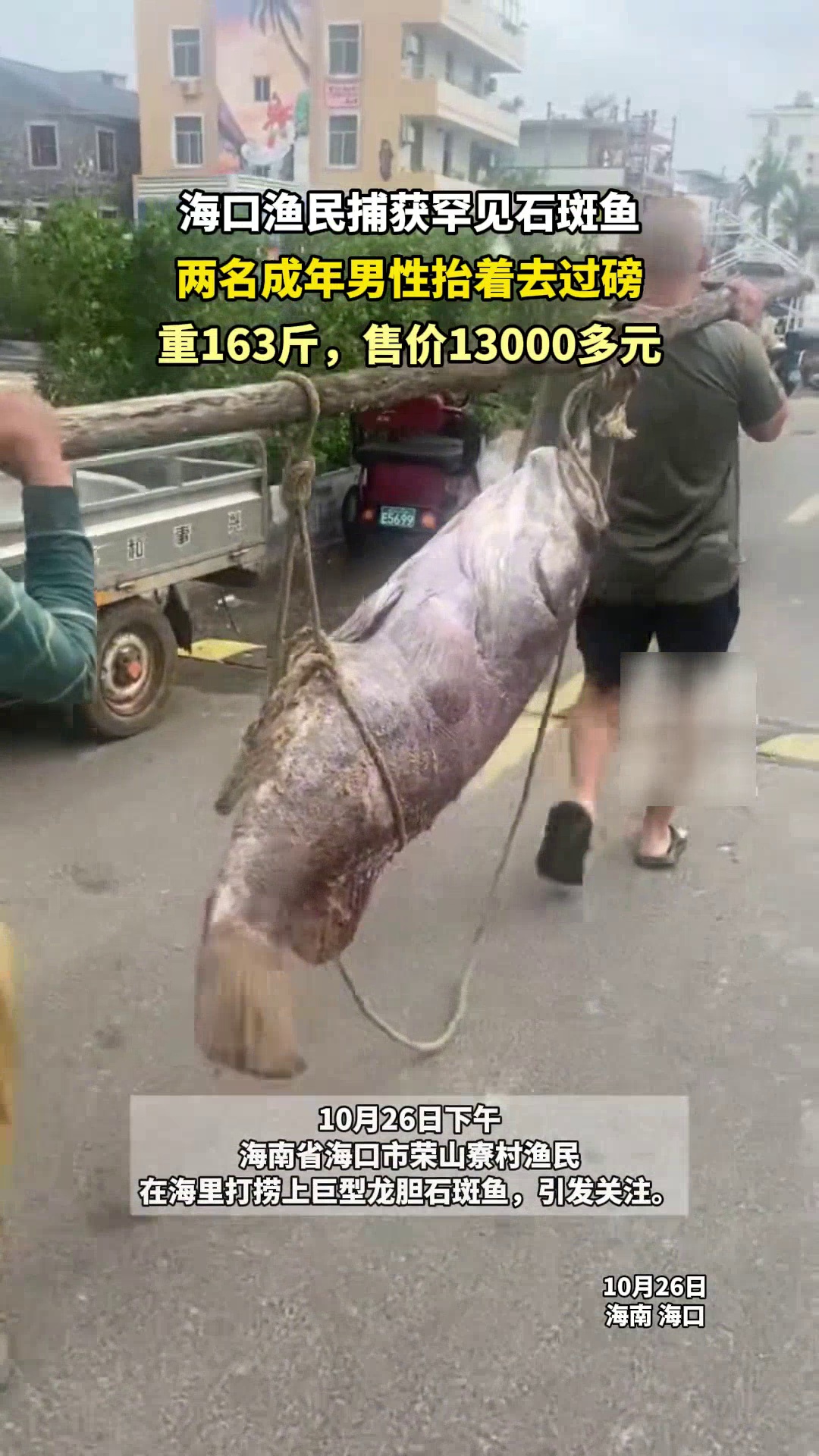 海口渔民捕获罕见石斑鱼,2成年男性抬着去过磅,重163斤卖了13000元