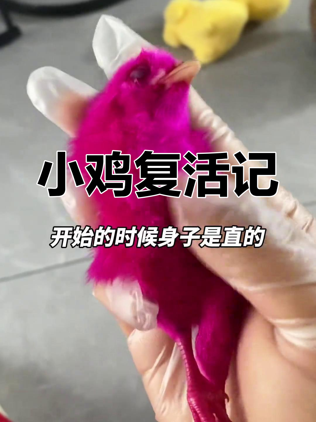 奄奄一息的小鸡被救活,生命奇迹令人感动